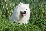 SAMOYEDE 031